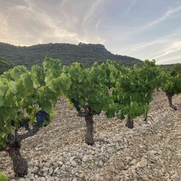plp_product_/profile/domaine-de-l-accent?currency=EUR
